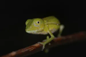 Chameleon (Calumma marojezense)