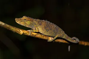 Chameleon (Calumma nasutum), female