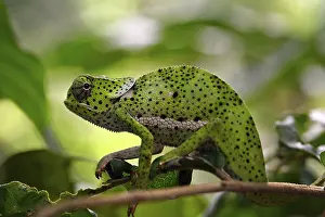 Chameleon (Chamaeleo dilepis), Zanzibar