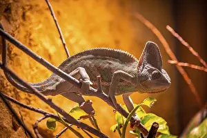 A chameleon (Chamaeleonidae) moves on branches