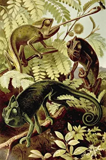 Chameleon, Chameleons (Chamaeleonidae)