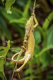 Chameleon climbing a small branch in a tropical rainforest