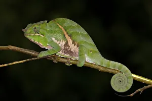 Chameleon (Furcifer balteatus)