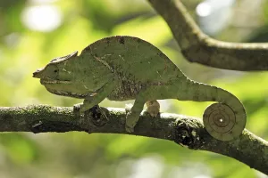 Chameleon (Furcifer balteatus)
