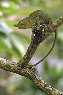 Chameleon (Furcifer balteatus)