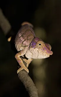 Chameleon (Furcifer rhinoceratus)