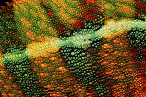 Chameleon skin, Panther Chameleon (Furcifer pardalis)