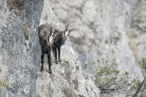 Chamois, chamois goat with fawn standing in rocky terrain with light snowfall