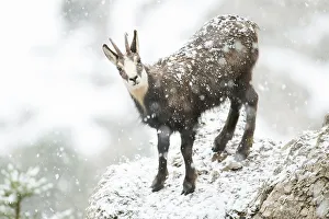 Chamois or chamois, young chamois buck (Rupicapra rupicapra) during heavy snowfall