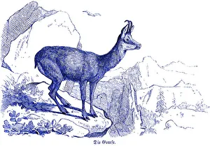 Chamois in the mountains, Hubertus hunting and hunting scenes
