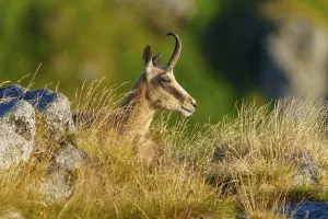 Chamois resting on grass in alpine landscape