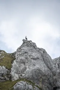 Chamois on a rocky peak, Wilder Kaiser