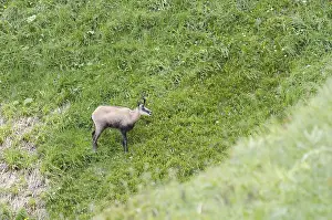 Chamois (Rupicapra rupicapra)
