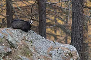 Chamois (Rupicapra rupicapra), chamois