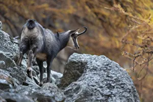 Chamois (Rupicapra rupicapra), chamois