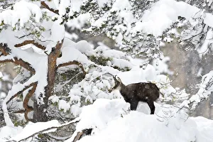 Chamois (Rupicapra rupicapra), chamois goat standing in front of a pine tree in light snowfall