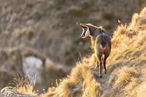 Chamois (Rupicapra rupicapra), chamois in the morning light