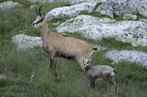 Chamois (Rupicapra rupicapra) with fawn