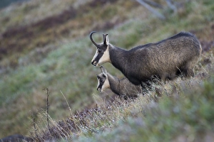 Chamois (Rupicapra rupicapra), Hohneck