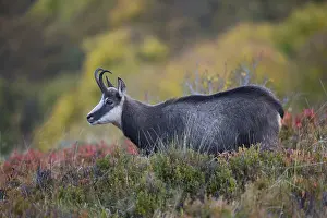 Chamois (Rupicapra rupicapra), Hohneck