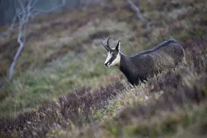 Chamois (Rupicapra rupicapra), Hohneck