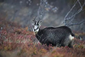 Chamois (Rupicapra rupicapra), Hohneck