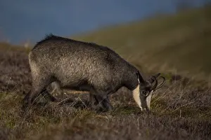 Chamois (Rupicapra rupicapra), Hohneck