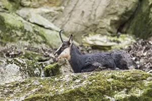 Chamois (Rupicapra rupicapra) lying on a rock