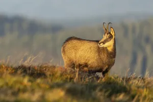 Chamois (Rupicapra rupicapra) in a meadow