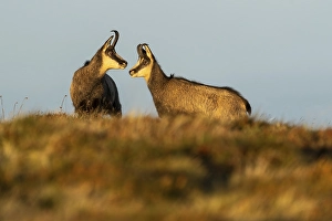 Chamois (Rupicapra rupicapra) in a meadow