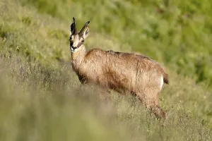 Chamois (Rupicapra rupicapra) in a meadow