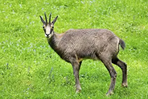 Chamois (Rupicapra rupicapra), meadow