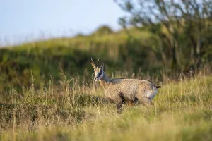 Chamois (Rupicapra rupicapra) on a meadow in the Vosges Mountains