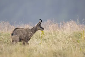 Chamois (Rupicapra rupicapra) on a meadow in the Vosges Mountains