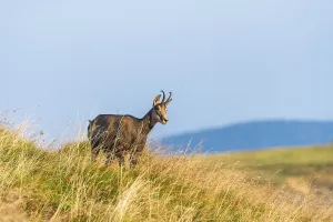 Chamois (Rupicapra rupicapra) on a meadow in the Vosges Mountains