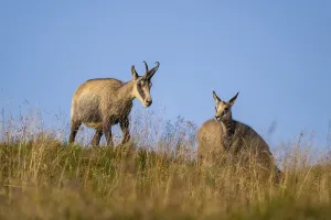 Chamois (Rupicapra rupicapra) on a meadow in the Vosges Mountains