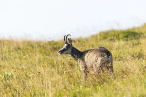 Chamois (Rupicapra rupicapra) on a meadow in the Vosges Mountains