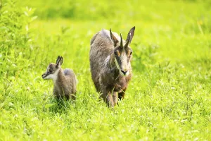Chamois (Rupicapra rupicapra) Mother (doe) with her youngster (fawn) on a meadow