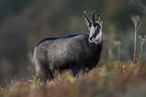 Chamois (Rupicapra rupicapra) in mountain meadow
