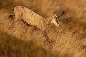 Chamois (Rupicapra rupicapra), standing in a meadow
