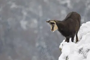 One chamois (Rupicapra rupicapra) standing on snow covered rocks
