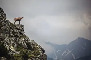Chamois (Rupicapra rupicapra), stands on a rock