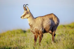 Chamois (Rupicapra rupicapra), Vosges
