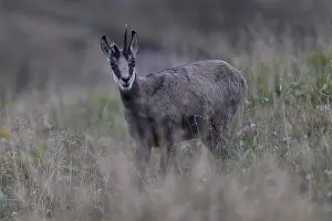 Chamois (Rupicapra rupicapra), Vosges