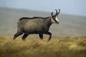 Chamois (Rupicapra rupicapra) walking in mountain meadow