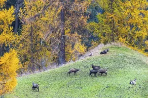 Chamois (Rupicapra rupicapra) in front of yellow larches (Larix)
