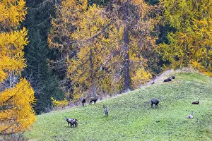 Chamois (Rupicapra rupicapra) in front of yellow larches (Larix)