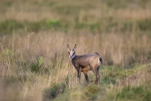 Chamois (Rupicapra rupicapra) youngster on a meadow in the Vosges Mountains