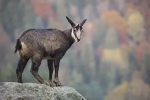 One chamois standing on rocks, autumnal colors of a forest in the distant background