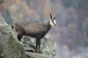 One chamois standing on rocks, autumnal colors of a forest in the distant background